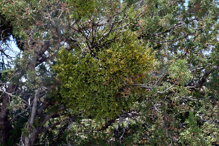 Juniper Mistletoe is a native perennial that grows up to 15 or so. The leaves have been reduced to scale-like appendages. Phoradendron juniperinum